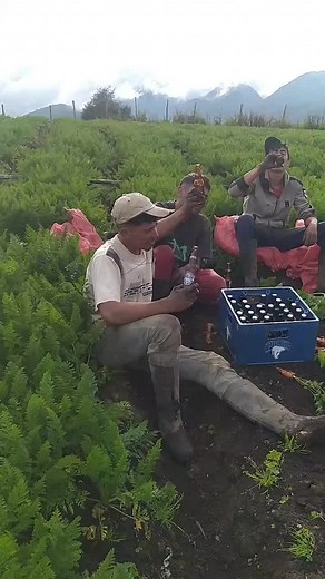 Rural Farming Activities in Beautiful Mountainous Landscape