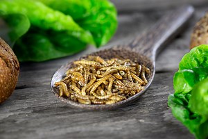 Insect protein has some serious benefits… but would you try it?