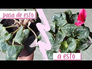 cómo SALVAR a mi violeta de los Alpes😱• 3 TIPS fundamentales l el jardín de Rosita 💞
