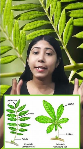 Compound leaf Types | Pinnately and Palmately leaves | Biology | Class 11 | Adhyayanta