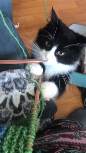 Kitten Knittin’ #cute #catshorts #knitting