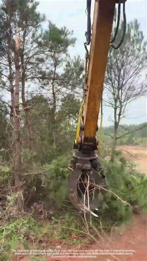 The logging process is such a smooth operation