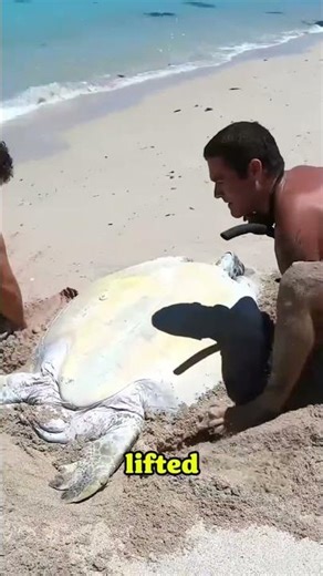 Sea Turtle Stuck On Remote Beach!!