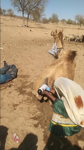 تبريد جمل ضخم بالماء عبر أنبوب كبير – مشهد مذهل في الحر الشديد! 🐪💦