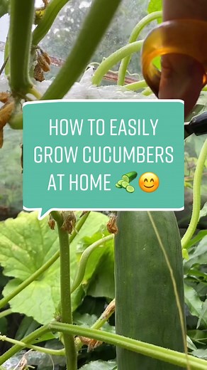 How to Easily Grow Cucumbers at Home | Plant Tips and Life Hacks