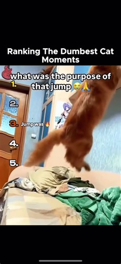 Ranking the Funniest Cat Moments