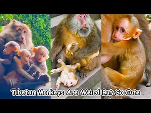 The strangest Tibetan monkeys on the planet but also really cute