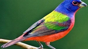 South Texas Birding: Watch for colorful birds in the Coastal Bend that are migrating this Spring