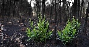 Bushfire damaged forest showing regrowth and rejuvenation