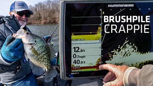 2.5K views · 35 reactions | Terry Blankenship Fishing shares his approach to locating and catching brush pile crappies. He starts by using his Humminbird MEGA Side and Down Imaging to locate the offshore brush piles and from there he puts his MEGA Live Imaging to work. #Humminbird #MEGALive #CrappieFishing | Humminbird | Facebook
