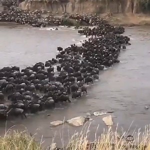 9.1K views · 283 reactions | The Great Migration generally moves in a...