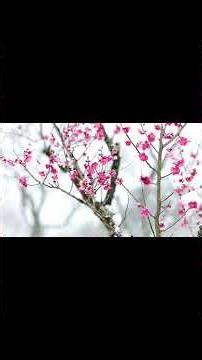 Snow Falling on Umbrella ❄️🌸 Cozy Winter Ambience for Sleep & Relaxation