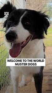 Breaking News: Unseen footage of a litter of puppies to star in the new series of Muster Dogs has been leaked. We can confirm they are border collies, 100% Australian, and completely adorable! Stream Muster Dogs Series 1 on ABC iview: https://bit.ly/MusterDogs Series 2… coming in 2024! 😉 #MusterDogs #ABCTV | ABC Australia
