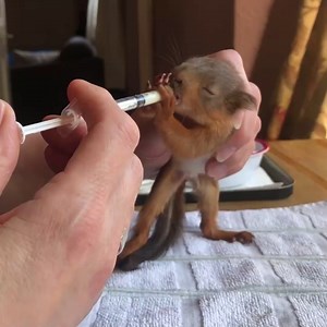 5.3K views · 79 reactions | These baby squirrels are just too cute! ❤️ | OK! Magazine UK | Facebook