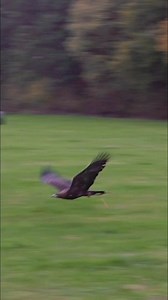 Rainy evening training Sako | BullX Training Falconry & Hawking