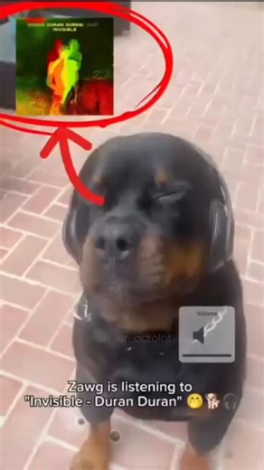 Unc Revolver "Octy" Octolot 🐙 on Instagram: "z - Cred: ᵒᶜ - #Mgs | #Mgs1 | #Mgs2 | #Mgs3 | #MgsPeacewalker | #MetalGearSolid | #Game | #Gamer | #Gamergirl | #Gaming | #Videogame | #BigBoss | #Snake | #SolidSnake | #NakedSnake | #RevolverOcelot| #Ocelot | #MetalGear | #DavidHayter | #RevolverOctolot | #RevolverOcelot| #Meme | #MetalGear | #MgsMeme | #HideoKojima | #Kojima | #MgsDelta | #MetalGearSolidDelta | #Mgs3delta |"