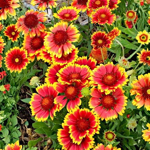 300 Indian Blanket Seeds Red Yellow Annual Wildflower - Etsy