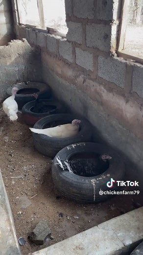 Exploring Turkey's Backyard Farming at Garison Farm