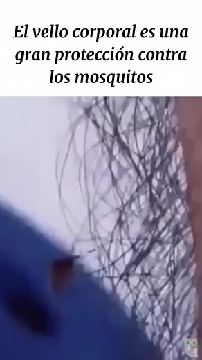 El vello corporal es una gran protección contra los mosquitos. #mosquitos #curiosidades