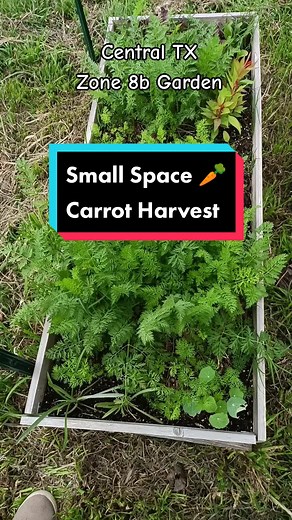 Urban Backyard Carrot Harvest in Central Texas