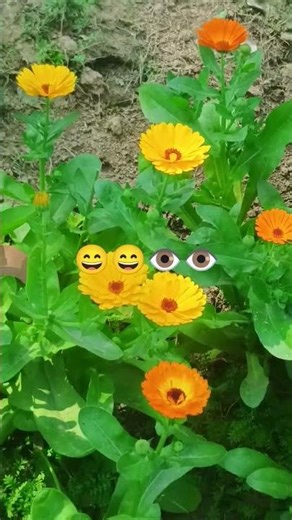 calendula Hans raha hai Khush Raha karo 😁😁😁🪴👀🪴