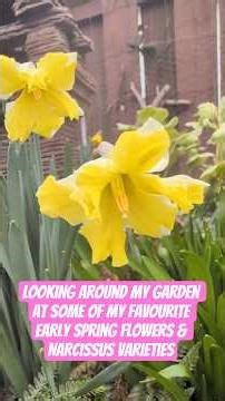 Looking Around My Garden at Some of My Favourite Early Spring Flowers & Narcissus Varieties #flowers