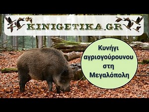 1ο Κυνήγι αγριογούρουνου χειμερινής περιόδου 2024-2025