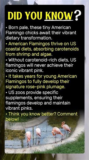 Pink Flamingo Myth Busted! You Won't Believe It!