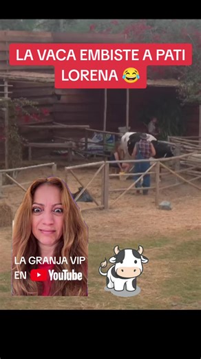 La Vaca Embiste a Pati Lorena en la Granja VIP Perú