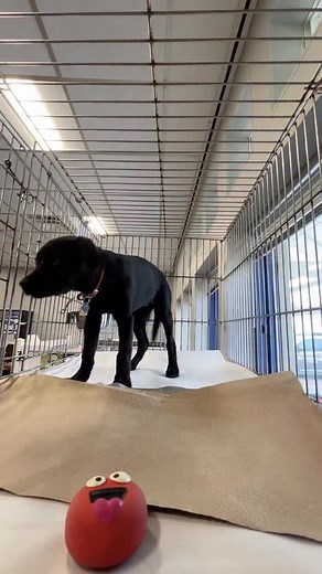 🎥 Meet Olive (#TX3905), a 10-week-old Labrador mix, and Maisie (#TX3909), a 10-week-old Terrier mix! These curious cuties couldn’t help but check out our camera - and their playful personalities absolutely shine in this short video. 💕 🐶🐱 Adorable puppies like Olive and Maisie - along with all our dogs, cats, puppies and kittens are all waiting to be part of a loving family...yours! Come meet your new best friend at our Port Washington, NY adoption center today! #GetYourRescueOn #Adopt #Rescu