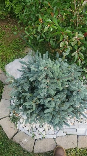 Blue Norway Spruce Growth Update "Paul's Select"