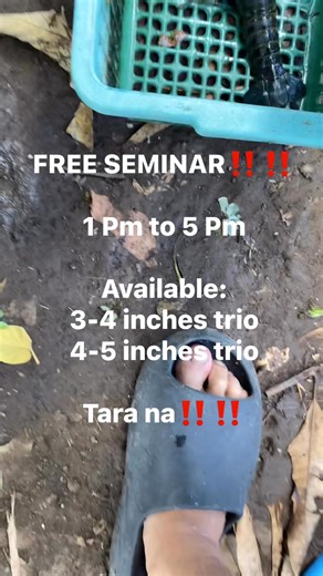 45K views · 646 reactions | Free Seminar #crayfishfarmingphilippines #crayfishfarming #crayfish | Crayfish Binangonan RIZAL | Facebook