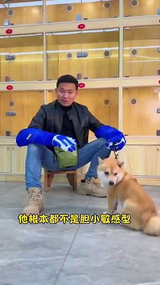 This is the way #Chinese people treat dogs. If it doesn‘t work, they will eat them.Why do Chinese people always use Japanese Shiba Inu as a demonstration?#AnimalCruelty, #AnimalAbuse, #AnimalAbusers,#China #BoycottChina#DogsOnTwitter, #DogsOfTwitter