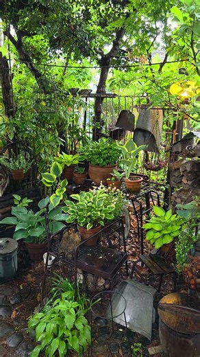 《#diygarden 》鉄脚テーブルや銅の容器など古道具とギボウシを組み合わせたホスタガーデン。雨の日も楽しめる庭になりましてん。#inmygarden #shorts