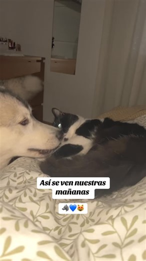 Con final inesperado jejejej #husky #huskyworld #perros #fyp #siberiano #dog #gato #catvideos #cats_of_instagram | Drako’S Shop