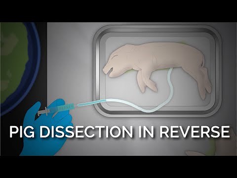 How Do Pigs Make It Onto the Dissection Tray? Pig Dissection in Reverse