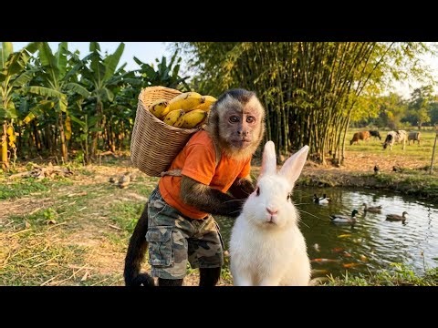 The Little Monkey and the White Rabbit | A Heartwarming Story on the Farm