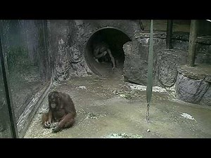 Zoo Cameras Captured Things No One Can Explain - Part 2