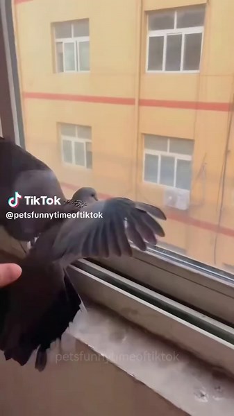 Cat Videos Featuring Funny Birds for Comedic Delight