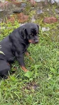 Bowbow’s part time job: To be a Cow🐄🐮🐈‍⬛ #bowbow #rottweiler #sweetest #doggo