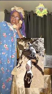 58 dogs cum a farrin from 🇯🇲 Jamaica!🐶🇯🇲✈️ #shorts