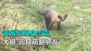 10K views · 481 reactions | 真的太可愛啦！...