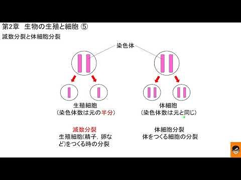 1分半で分かる! 減数分裂と体細胞分裂 中学3年 理科 科学 教科書 要点 生物の生殖と細胞⑤ 2020年 令和2年 青森県
