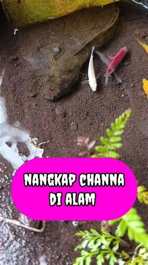 channa limbata,channa limbata jumbo limbata gondrong - IKAN CHANNA #shorts #channa #limbata #viral