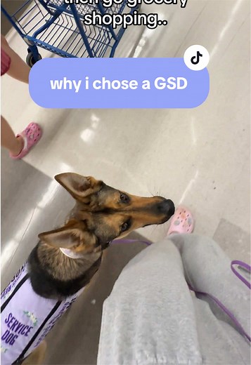 Why I Chose a German Shepherd: The Ultimate Companion