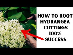 Hydrangea Propagation || Rooting cuttings with 4 potting mediums for 100% Success | Easiest Methods