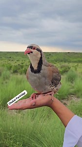 Chukar Partridge Calling on Hand ✋️ #ChukarPartridge #birdslover #partridges #pets #birds #usabirds | Birds Lover