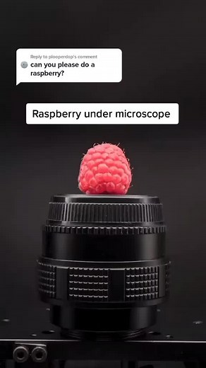 Reply to @plooperdop #micro #fypシ #microscope #raspberry