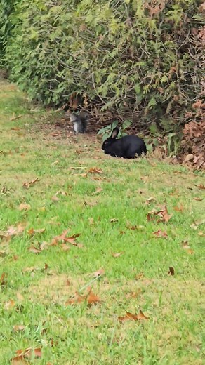 Anyone have experience and want to help catch this bunny? He really needs to be caught and safe. I have the drop trap but have zero experience with trapping a rabbit and I have no place to keep one once it's caught ! | Second Chance Strays