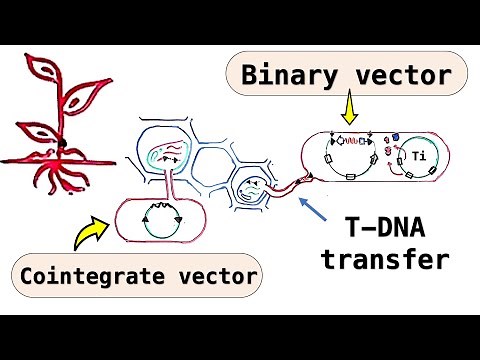 Plant cloning vectors - Disarmed Ti plasmid, Cointegrate vectors, Binary vectors - T DNA transfer